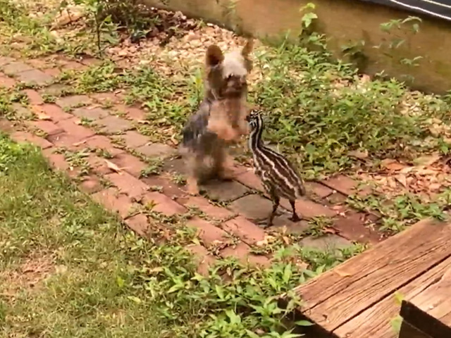 Baby Emu Plays Happily With Dog Without Any Fear