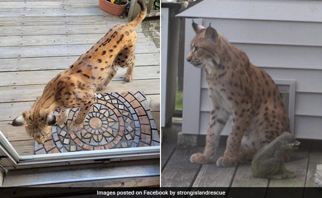 Exotic Cat Spotted Roaming Around In US, Internet Says It's "Probably Looking For Cheetos"