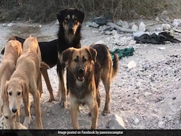 "Barbaric Act": Killing Of 29 Dogs In Qatar Sparks Uproar Online "Barbaric Act": Killing Of 29 Dogs In Qatar Sparks Uproar Online