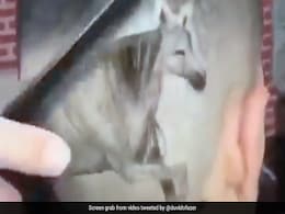 शख्स ने बनवाया अनोखा हेयर स्टाइल, सिर पर बनवा लिया घोड़ा,  Video देख नहीं रुकेगी हंसी शख्स ने बनवाया अनोखा हेयर स्टाइल, सिर पर बनवा लिया घोड़ा,  Video देख नहीं रुकेगी हंसी