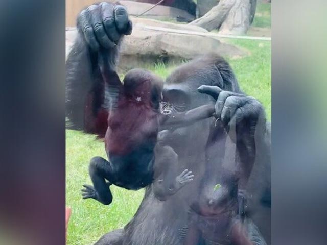 Viral Video: Gorilla Shows Off Baby To Visitors At Zoo In Canada
