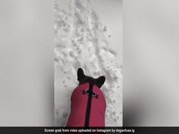 Viral Video: Pet Dog Wants To Go Out But Turns Back After Spotting Snow Viral Video: Pet Dog Wants To Go Out But Turns Back After Spotting Snow