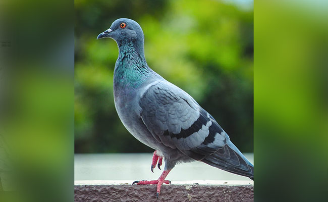Pigeon Accused Of Spying Was Probed By Mumbai Cops For "Astonishing 8 Months"