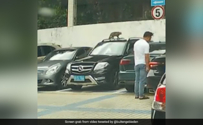 Watch: Cat Attempts To Scale Wall Twice But Fails, Internet Praises Effort