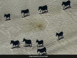 इन तस्वीरों को देखने के बाद घोड़ा समझने की भूल मत कर देना, इनकी सच्चाई ही कुछ और है इन तस्वीरों को देखने के बाद घोड़ा समझने की भूल मत कर देना, इनकी सच्चाई ही कुछ और है