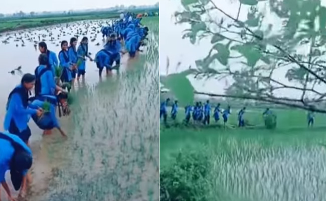 क्लास रूम में नहीं खेतों में ये छात्राएं पढ़ रही हैं एग्रीकल्चर का पाठ, VIDEO देख खुश हो जाएगा दिल