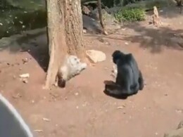 जंगल में बोर हो रहा था चिंपांजी तभी की ऐसी हरकत कि देख हंस-हंस कर लोटपोट हो जाएंगे आप जंगल में बोर हो रहा था चिंपांजी तभी की ऐसी हरकत कि देख हंस-हंस कर लोटपोट हो जाएंगे आप