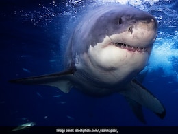 16-Year-Old Girl Killed By Shark During Swim With Dolphins in Australia 16-Year-Old Girl Killed By Shark During Swim With Dolphins in Australia