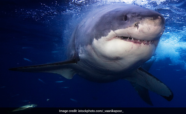 Shark Attack: 16-Year-Old Girl Killed By Shark During Swim With Dolphins in Australia Shark Attack: 16-Year-Old Girl Killed By Shark During Swim With Dolphins In Australia