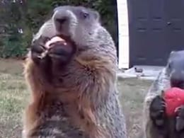 Watch: Groundhog Eats Crops In Front Of Farmer's Security Camera Watch: Groundhog Eats Crops In Front Of Farmer's Security Camera