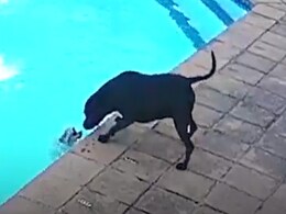 पानी में डूब रहा था पप्पी, दूसरे डॉग ने जान पर खेलकर बचाई ज़िंदगी, लोगों ने कहा- बहुत सुंदर! पानी में डूब रहा था पप्पी, दूसरे डॉग ने जान पर खेलकर बचाई ज़िंदगी, लोगों ने कहा- बहुत सुंदर!