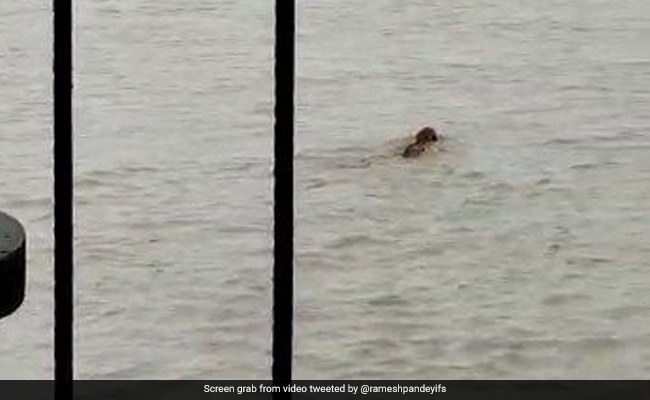 Watch: Tiger Survives Strong River Current; "Great Swimmer," Says Twitter