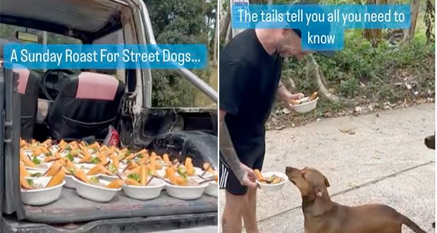 Watch: Celeb Chef's Special Meal For Thailand Stray Dogs Wins Hearts Online