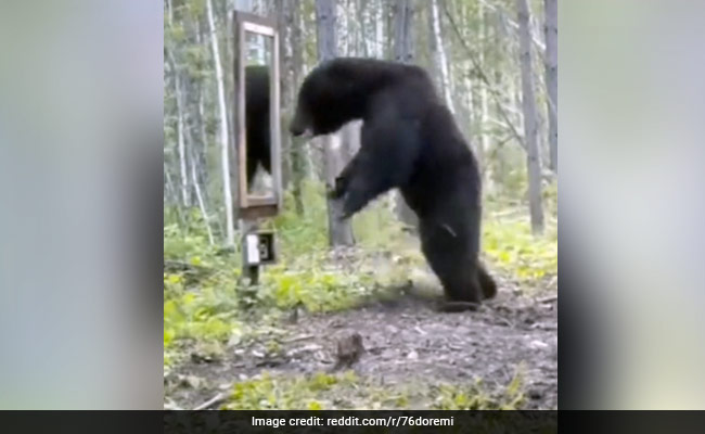Bear Sees Its Reflection In Mirror, What Happened Next Leaves Internet In Splits