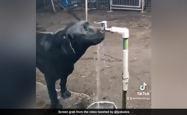कुत्ते ने नल खोलकर पिया पानी, फिर खुद ही बंद भी कर दिया, IPS बोला- डॉगी से सीखना चाहिए - देखें Video