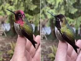 सतरंगी पंखों वाली यह चिड़िया गिरगिट की तरह हर सेकंड में बदलती है अपना रंग, इंटरनेट पर धमाल मचा रहा VIDEO सतरंगी पंखों वाली यह चिड़िया गिरगिट की तरह हर सेकंड में बदलती है अपना रंग, इंटरनेट पर धमाल मचा रहा VIDEO