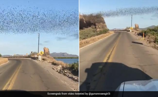 Video Showing "River Of Bats" Emerging From Cave In Mexico Leaves Internet Amazed