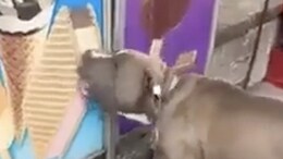 Viral Video: Dog's Excitement To Lick Poster Of An Ice Cream Is Melting Hearts On Internet