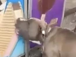 Viral Video: Dog's Excitement To Lick Poster Of An Ice Cream Is Melting Hearts On Internet Viral Video: Dog's Excitement To Lick Poster Of An Ice Cream Is Melting Hearts On Internet