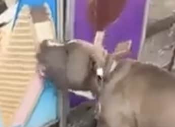 Viral Video: Dog's Excitement To Lick Poster Of An Ice Cream Is Melting Hearts On Internet Viral Video: Dog's Excitement To Lick Poster Of An Ice Cream Is Melting Hearts On Internet