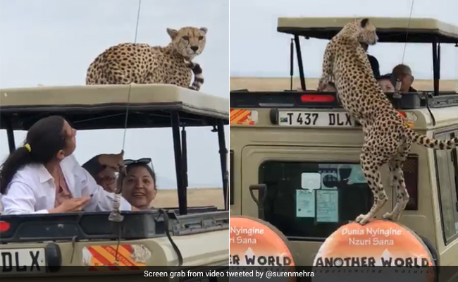 टूरिस्ट जंगल में खींच रहे थे फोटो, अचानक उनकी गाड़ी पर चढ़ गया चीता, फिर जो किया हर कोई दंग रह गया