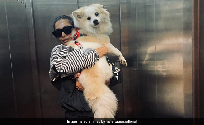 Malaika Arora Shares An Adorable Pic With Her Pet Casper, Asks "Who's A Better Poser"