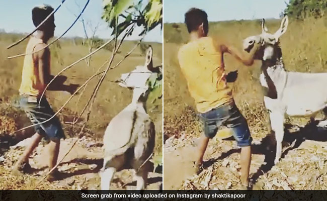 गधे को बुरी तरह पीट रहा था शख्स, खूब मारे थप्पड़-लातें, फिर गधे ने पैर पकड़कर घसीटा, ऐसे सिखाया सबक