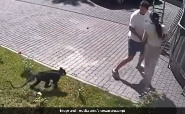 Video: Girl Viciously Attacked By Monkey From Millionaire's Private Zoo