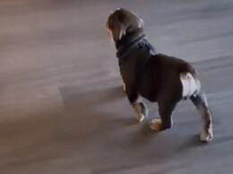 मालिक को देख कुत्ते ने चली ऐसी 'मतवाली' चाल कि देखने वालों की छूटी हंसी, बोले- ये तो मलाइका का कुत्ता है, Video वायरल मालिक को देख कुत्ते ने चली ऐसी 'मतवाली' चाल कि देखने वालों की छूटी हंसी, बोले- ये तो मलाइका का कुत्ता है, Video वायरल