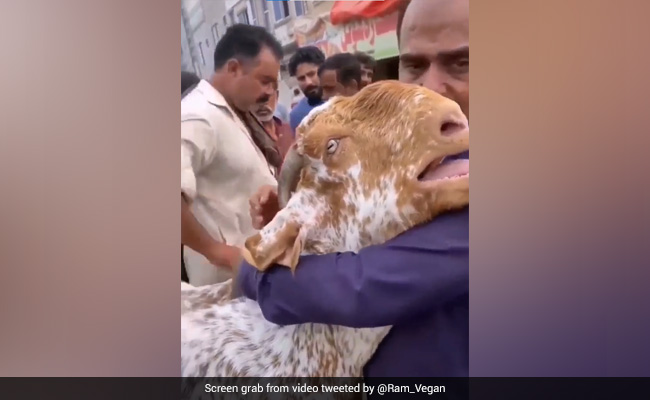 Viral Video: Goat Brought To Be Sold Cries And Hugs Owner
