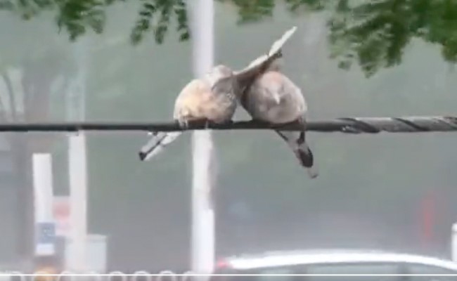 आंधी, तूफान आने के बावजूद भी दोनों चिड़िया एक साथ डट रहे, लाखों लोग कर रहे हैं हिम्मत को सलाम