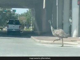 Video: Emu Dodges Traffic On Busy US Road, Chased By Police Video: Emu Dodges Traffic On Busy US Road, Chased By Police
