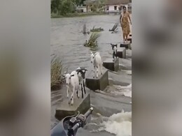 ख़तरनाक नदी को पार करने के लिए बकरियों ने दिखाई बेहतरीन स्किल, लोगों ने कहा- ये एक सीख है ख़तरनाक नदी को पार करने के लिए बकरियों ने दिखाई बेहतरीन स्किल, लोगों ने कहा- ये एक सीख है