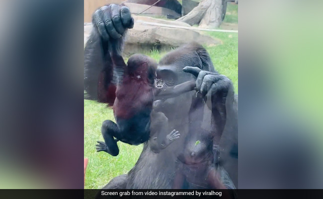 Viral Video: Gorilla Shows Off Baby To Visitors At Zoo In Canada
