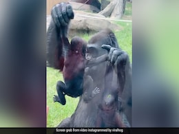 Viral Video: Gorilla Shows Off Baby To Visitors At Zoo In Canada Viral Video: Gorilla Shows Off Baby To Visitors At Zoo In Canada