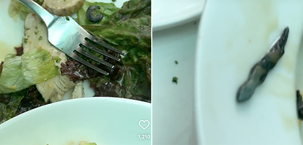 Shocking: Lizard Found In Chicken Salad At A Popular Eatery In Delhi