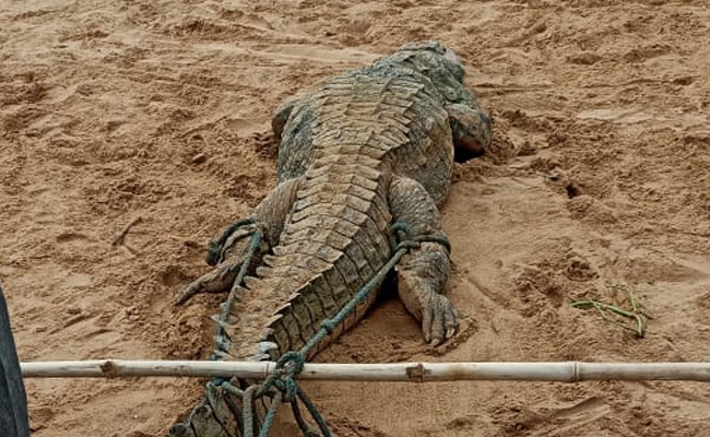 Crocodile Was Captured In Belief That Boy Was Alive. What Happened Next
