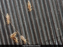 Monsoon में बालों में काटने लगी है जूं तो ना हों परेशान, बस अपनाकर देखें ये नुस्खे, रातोंरात गायब होंगी Lice  Monsoon में बालों में काटने लगी है जूं तो ना हों परेशान, बस अपनाकर देखें ये नुस्खे, रातोंरात गायब होंगी Lice