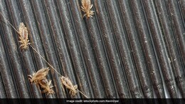 How A Paediatrician Treats Lice In Children Without Stigma