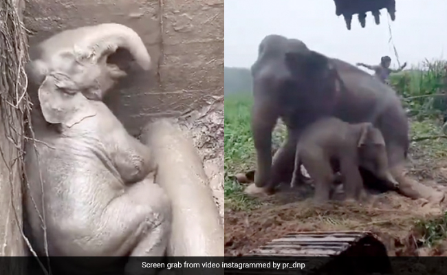 Viral Video: Baby Elephant Saved In Dramatic Rescue From Manhole In Thailand