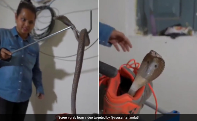 Viral Video: Snake Found Curled Up In Shoe Rescued By Trained Personnel