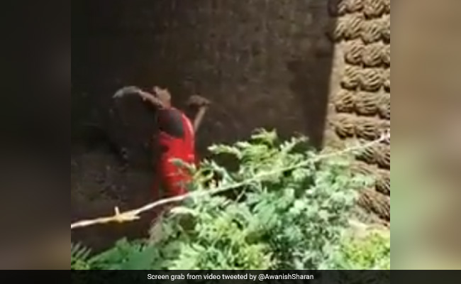 Watch: Woman Aims Cow Dung Cakes On Wall, Internet Says "Amazing"