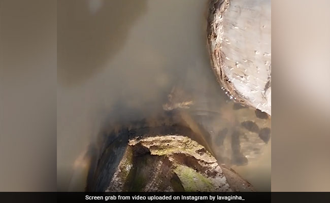 Viral Video: Anaconda Leaps Out Of Water And Bites Brazilian Man