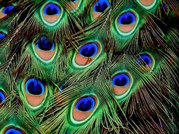 Morpankh Upay: सावन में मोरपंख के ये उपाय माने गए हैं बेहद खास, भगवान विष्णु के साथ शिव का भी मिलता है आशीर्वाद Morpankh Upay: सावन में मोरपंख के ये उपाय माने गए हैं बेहद खास, भगवान विष्णु के साथ शिव का भी मिलता है आशीर्वाद