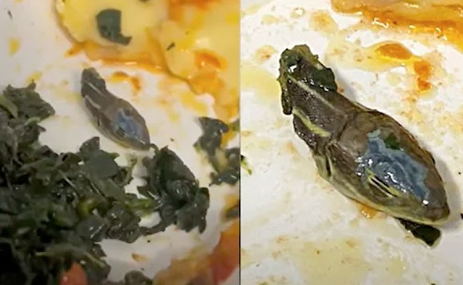 फ्लाइट में वेज थाली में मिला 'सांप का कटा' हुआ सिर, लापरवाही की भी एक हद होती है, देखें वीडियो