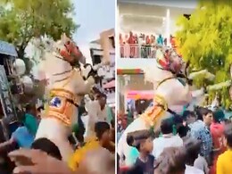 डीजे की आवाज़ से भड़का घोड़ा, बारातियों पर चढ़कर लगा नाचने! गुस्से में कईयों को रौंदते हुए भागा डीजे की आवाज़ से भड़का घोड़ा, बारातियों पर चढ़कर लगा नाचने! गुस्से में कईयों को रौंदते हुए भागा