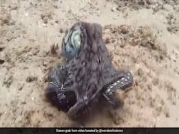 Octopus Changes Colour While Swimming, Internet Says "Real Mystique" Octopus Changes Colour While Swimming, Internet Says "Real Mystique"