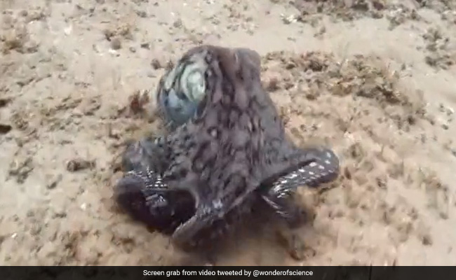 Octopus Changes Colour While Swimming, Internet Says