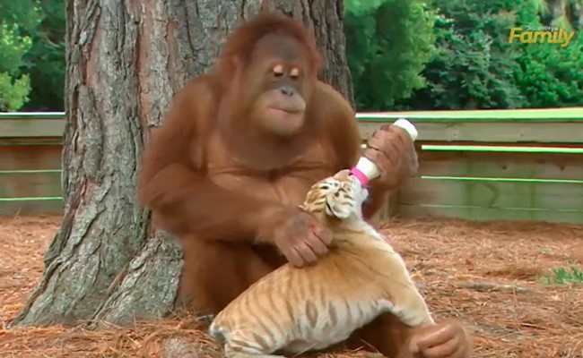 बाघ के बच्चे को मां की तरह पाल रही है या चिंपैजी, वीडियो देख बेहद भावुक हो जाएंगे आप