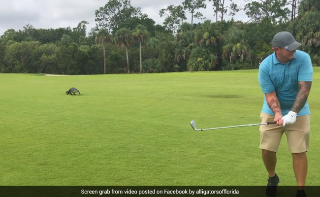 Watch: Man Calmly Plays Golf As Alligator Approaches From Behind